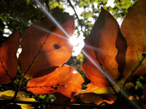 Sunlight shining through autumn leaves